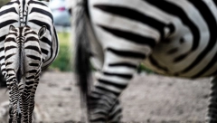 VIC DANA Kako se zove mršava zebra?