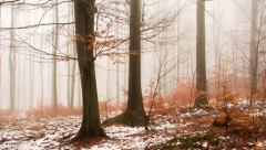 POSLEDNJI DAN NOVEMBRA Vreme u susret decembru: Sneg je na pragu!