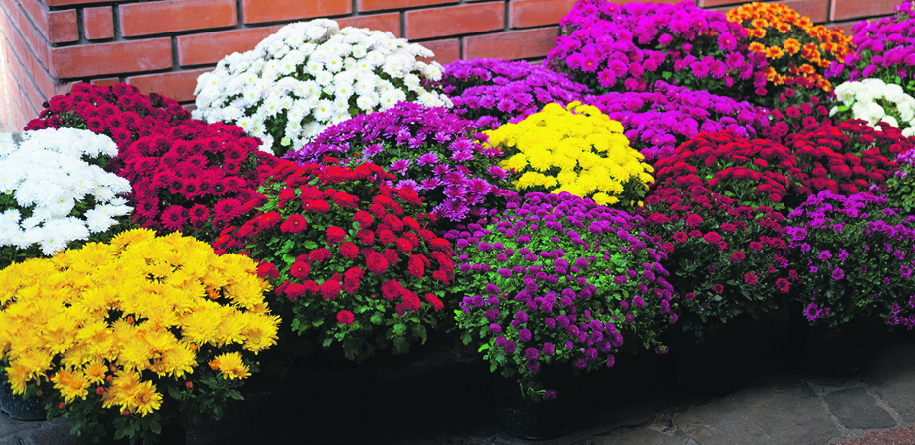 SAD JE VREME DA ZASADITE ZIMSKE RUŽE Hrizanteme će vam cvetati od novembra do aprila, uz ovaj malu caku