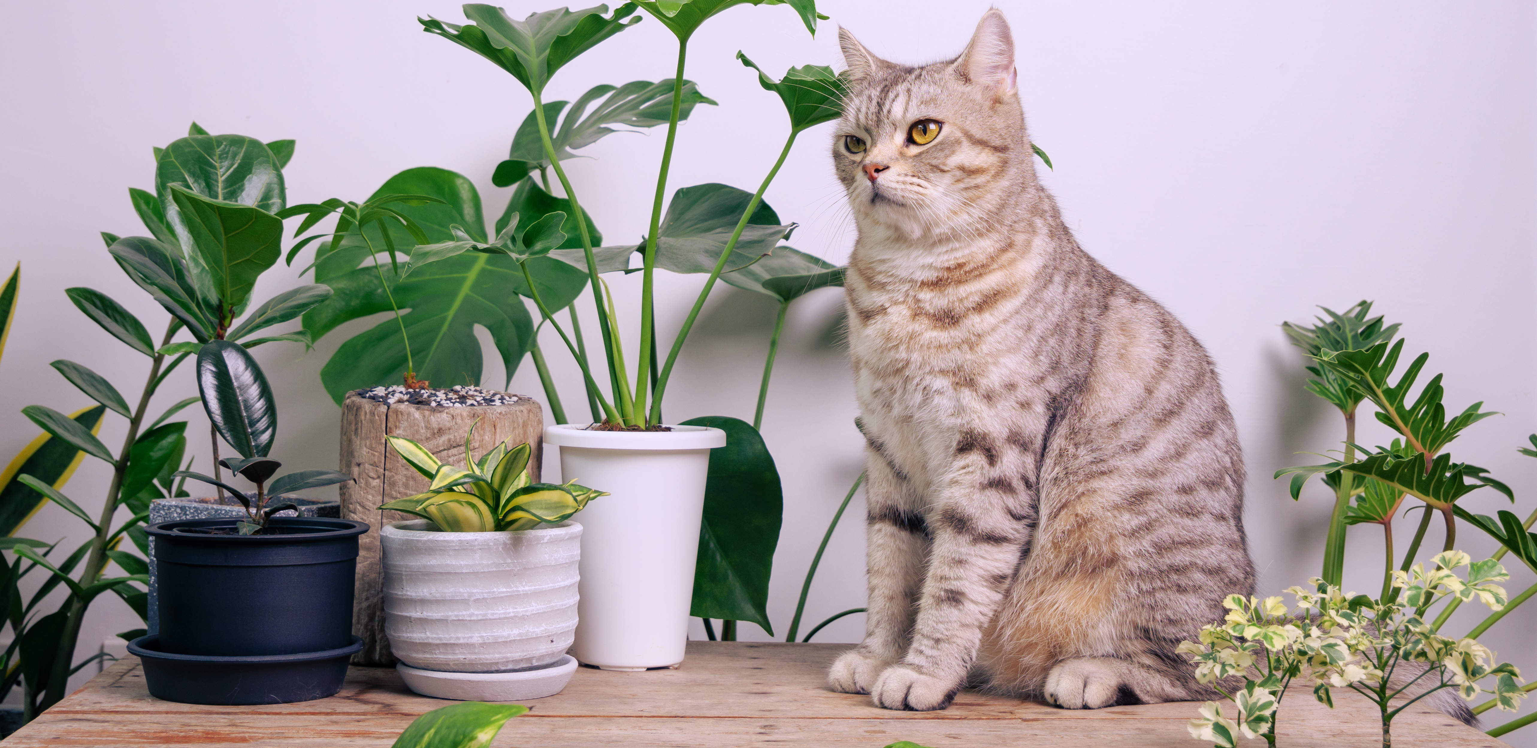 BOMBA KISEONIKA Kad ubacite ove biljke, izbacićete sve otrove iz doma