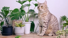 AKTIVNO PROČIŠĆAVA VAZDUH Ova biljka efikasno će rešiti problem prašine, bakterija, mikroba i neprijatnog mirisa u vašem domu