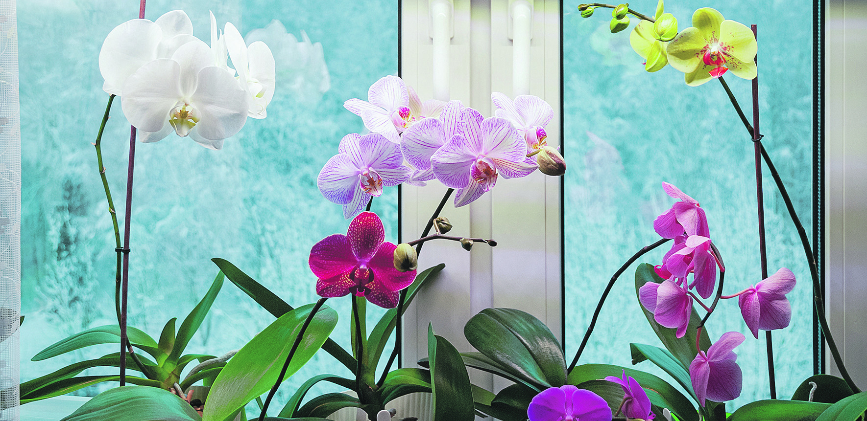 ZALIJTE IH OVOM TEČNOŠĆU, BIĆE ZDRAVE I BUJNE Trik koji pomaže da oporavite ljubičice