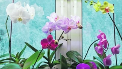 ZIMSKA NEGA I ODMOR ZA BILJKE Postavite ih na sunčanu stranu stranu