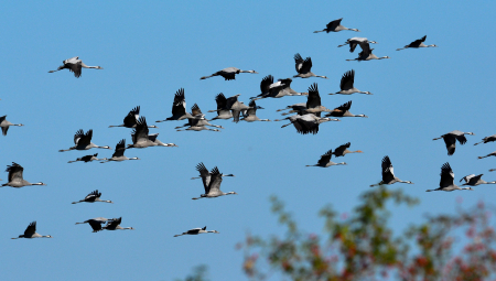 MASAKR PTICA U EVROPI! Uzrok je, čini se, neiskorenjiv