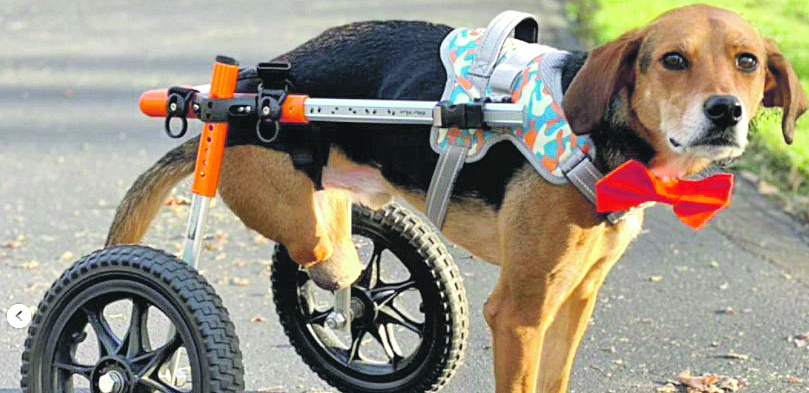 ZASLUŽENA NAGRADA Najplemenitiji pas,  pokazao  neverovarnu humanost