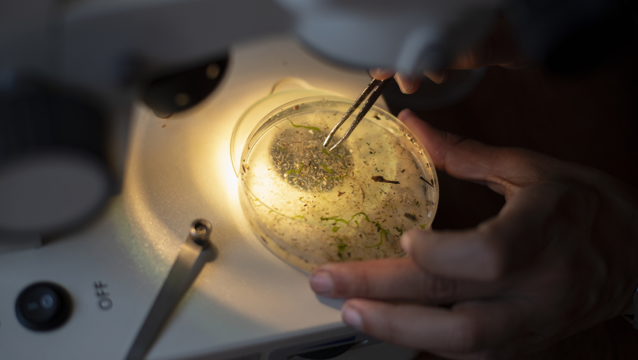 OBJAVLJENO Ovo su rezultati Fajzer leka protiv kovid komplikacija