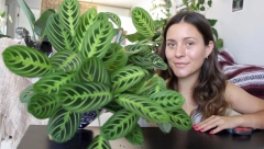 OVAJ CVET LJUDI SU OD DAVNINA DRŽALI U KUĆI, NE ZNAJUĆI ŠTA PRIVLAČI: Simbolika će vas iznenaditi - posmatrajte je tokom noći!