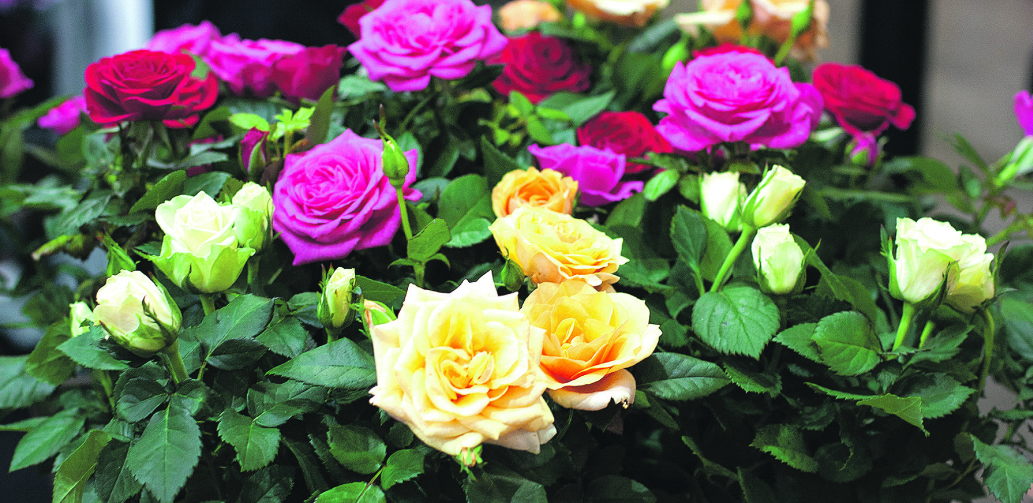 POPRSKAJTE IH I DESIĆE SE ČUDO Ništa neće oporaviti vaše ruže kao ova namirnica