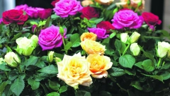 CVETAĆE I MIRISATI DO ZIME Ove ruže zovu raskošne kraljice vrtova, a najlakše su za održavanje