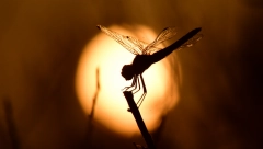 UŽAS Preti izumiranje ovog insekta: Ista sudbina čeka žabe i vidre?!