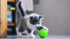 NOVI ČLAN PORODICE Šta sve treba da uzmete u obzir pre nego što dovedete mače u svoj dom