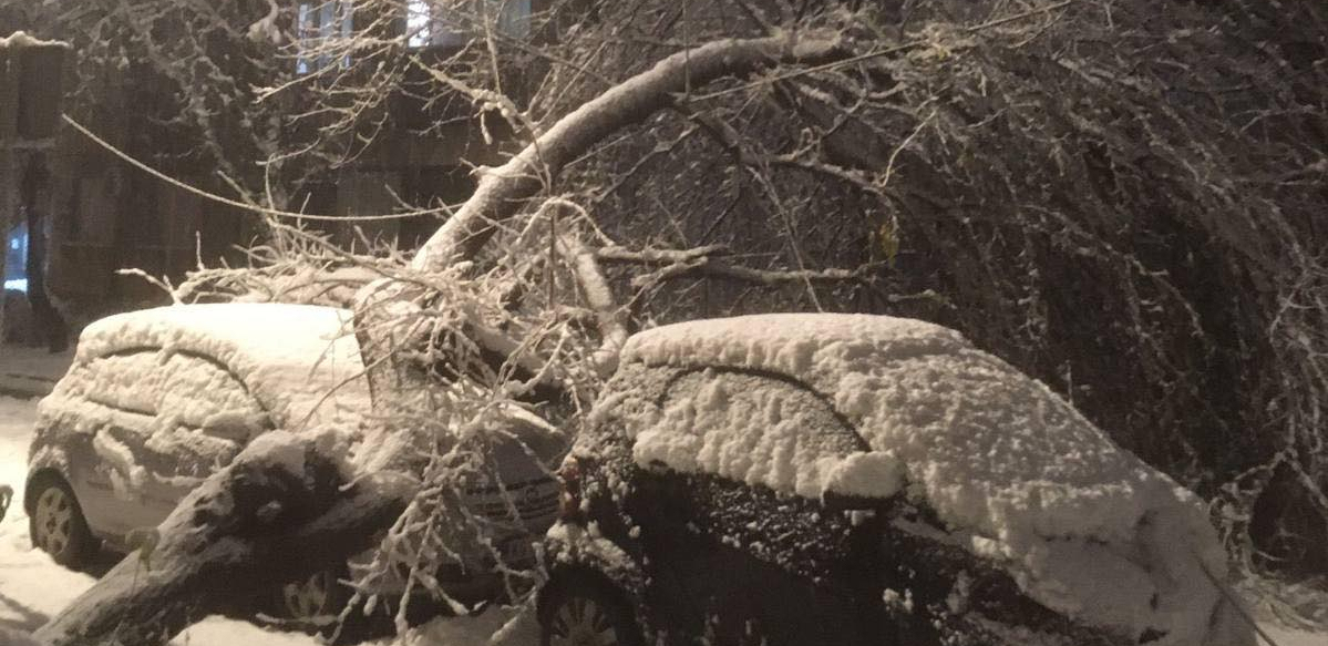 SNEŽNA STIHIJA GUTA SVE PRED SOBOM Drvo palo na automobil na Zvezdari! (FOTO)