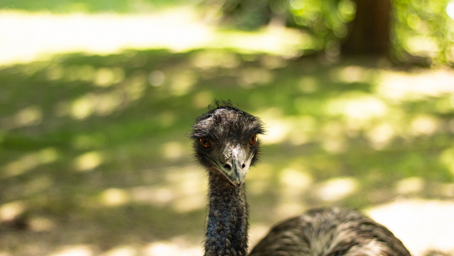 JEDNA PTICA VREDI KAO 2 BIKA, A NE TRAŽI NIŠTA: Rajko uzgaja nojeve, zarada nezamisliva!