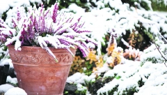 SPREČITE ŠTETU ZBOG SNEGOLOMA Vlažan i obilan sneg može ne samo da izlomi biljke u vašoj bašti, već i da ih potpuno upropasti