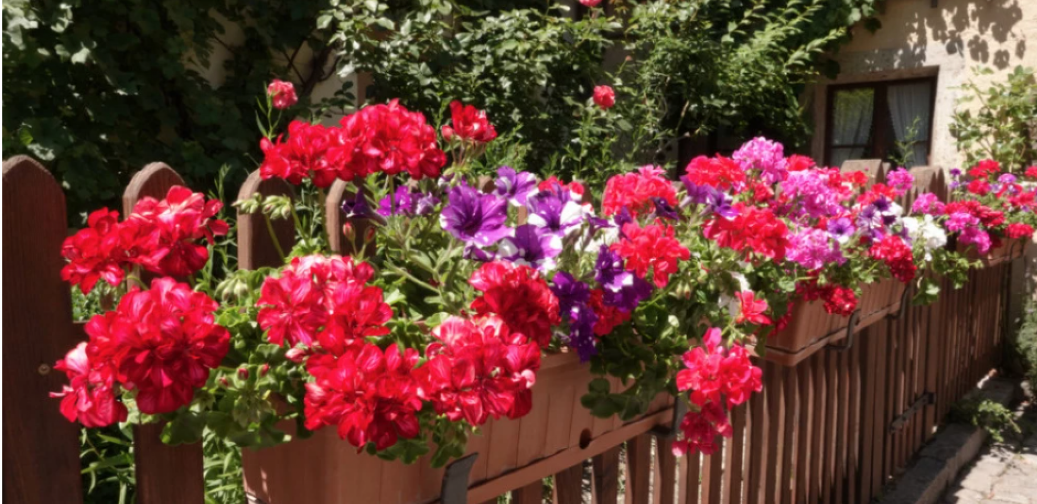 MUŠKATLE ĆE VAM CVETATI KAO LUDE DO KRAJA JESENI Sve što treba da uradite je da dodate ovaj sastojak u saksiju