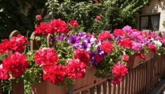 KAKO DA NEGUJEMO MUŠKATLE Stigle su iz Afrike i osvojile srce baštovana