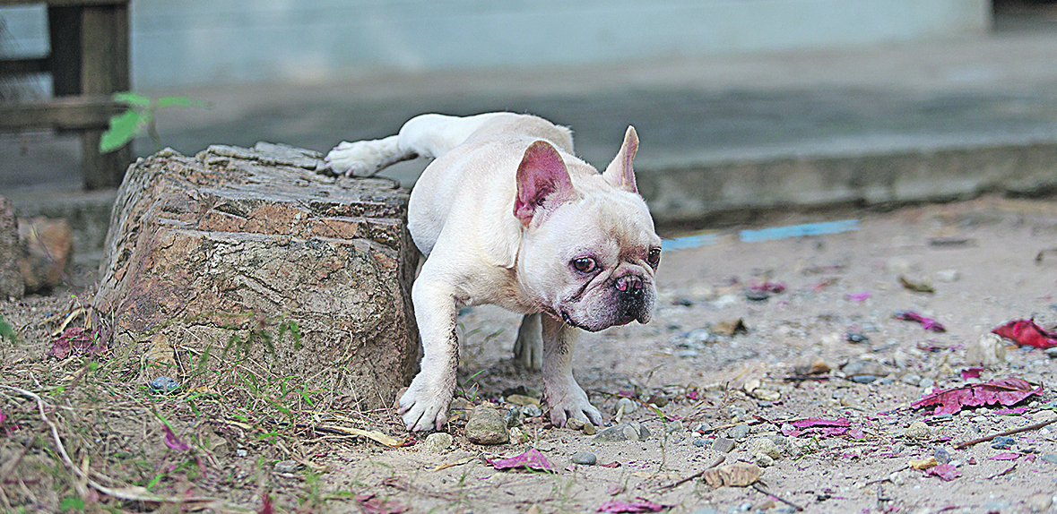 MALI PSI SE SLUŽE TRIKOVIMA Kako uspevaju da prevare veće životinje?