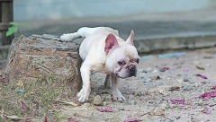 MALI PSI SE SLUŽE TRIKOVIMA Kako uspevaju da prevare veće životinje?