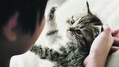 POSMATRAJTE PAŽLJIVO: Položaj repa mačke otkriva šta želi da vam kaže