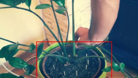 BUJAĆE KAO IZ VODE Trik sa šibicama spasiće vaše cveće od propadanja