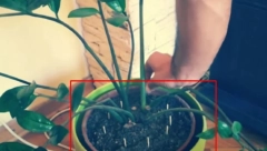 BUJAĆE KAO IZ VODE Trik sa šibicama spasiće vaše cveće od propadanja