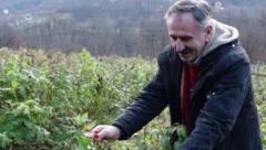 PRIJOVIĆIMA DONOSI ZARADU TOKOM ČITAVE GODINE Rađa čak i u decembru, plodovi se crvene iako je svuda okolo sneg (FOTO)