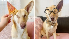 NEVEROVATNA PRIČA SA SREĆNIM KRAJEM Megi je živela u Libanu i preživela rane od 17 metaka, danas ovaj pas ima posebnu ulogu u životu mnogih baka i deka