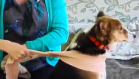 "SVAKI PRAZNIK NAM ZBOG OVOGA PRESEDNE!" Ljudi dele potresne snimke svojih kućnih ljubimaca dok pucaju petarde!