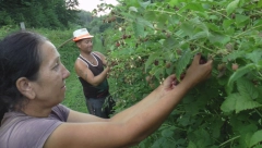 PAPRENO CRVENO ZLATO Stranci kupuju i ne pitaju koliko košta, cena po kilogramu 900 dinara