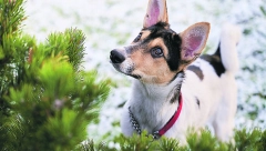 UKOLIKO NISTA ZNALI Ovo je razlog zbog čega vaš  pas naginje glavu kada mu se obraćate