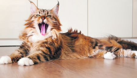 DA PLAČEŠ OD SMEHA Mačka je kao lopov ukrala lopticu od psa, a on nije znao šta ga je snašlo