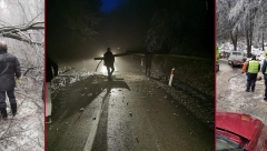 ZONA SUMRAKA U SUBOTICI Palo skoro svako drvo! (FOTO)