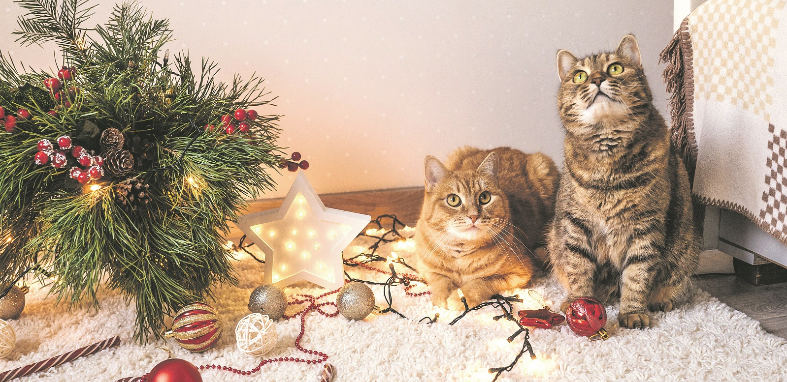 IZBEGNITE KATASTROFU Mjau, pade jelka!