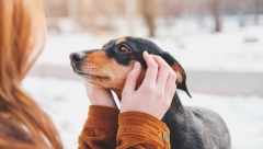 Obratite posebnu pažnju na njih: Ako šetate ljubimca po snegu, treba da znate vas čekaju skrivene opasnosti