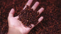 POMEŠAJTE OVU BILJKU SA VODOM I PRODUŽITE SEBI ŽIVOT Podstiče mršavljenje, obara holesterol i smanjuje upale