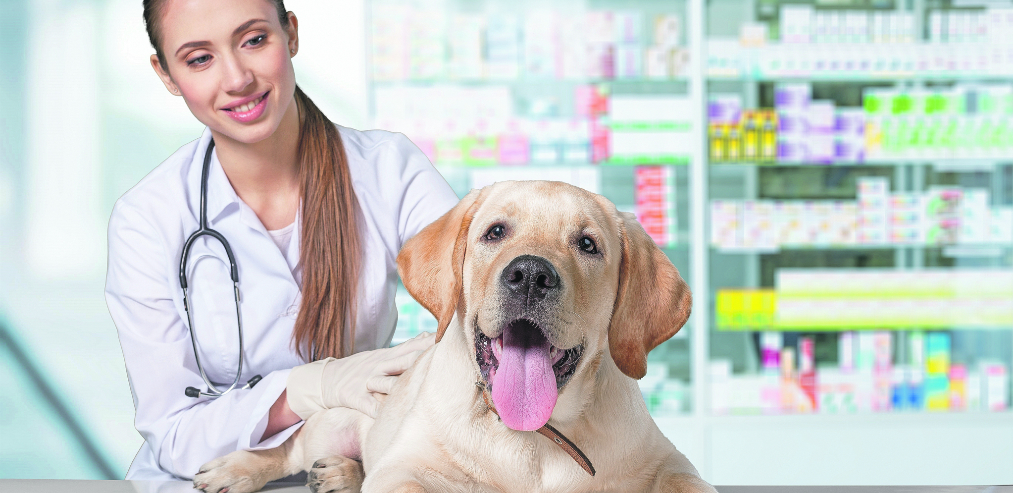 ČIPOVANJE LJUBIMACA - PITANJA I NEDOUMICE Lična karta i zdravstvena knjižica