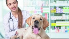 ČIPOVANJE LJUBIMACA - PITANJA I NEDOUMICE Lična karta i zdravstvena knjižica