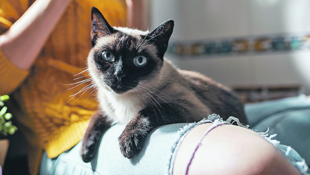 DA LI JOJ TREBA SAMO "SMEŠTAJ" ILI VAS STVARNO VOLI Ovo je najlakši način da testirate mačju ljubav