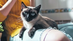 Ako želite kućnog ljunimca: Najdugovečnije mačke