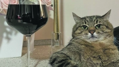 NE ZNA ON ZA SUKOB RUSIJE I AMERIKE Ukrajinski mačak preživeo „pranje“ u veš mašini