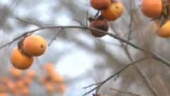 MEŠTANI ŠOKIRANI OVO SE RETKO VIĐA: Za ovu pojavu vezuju se narodna verovanja o trajanju zime