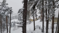 DRAMA KOD PLANINE RUDNIK Pucnji u noći, čopor vukova i preklane ovce!