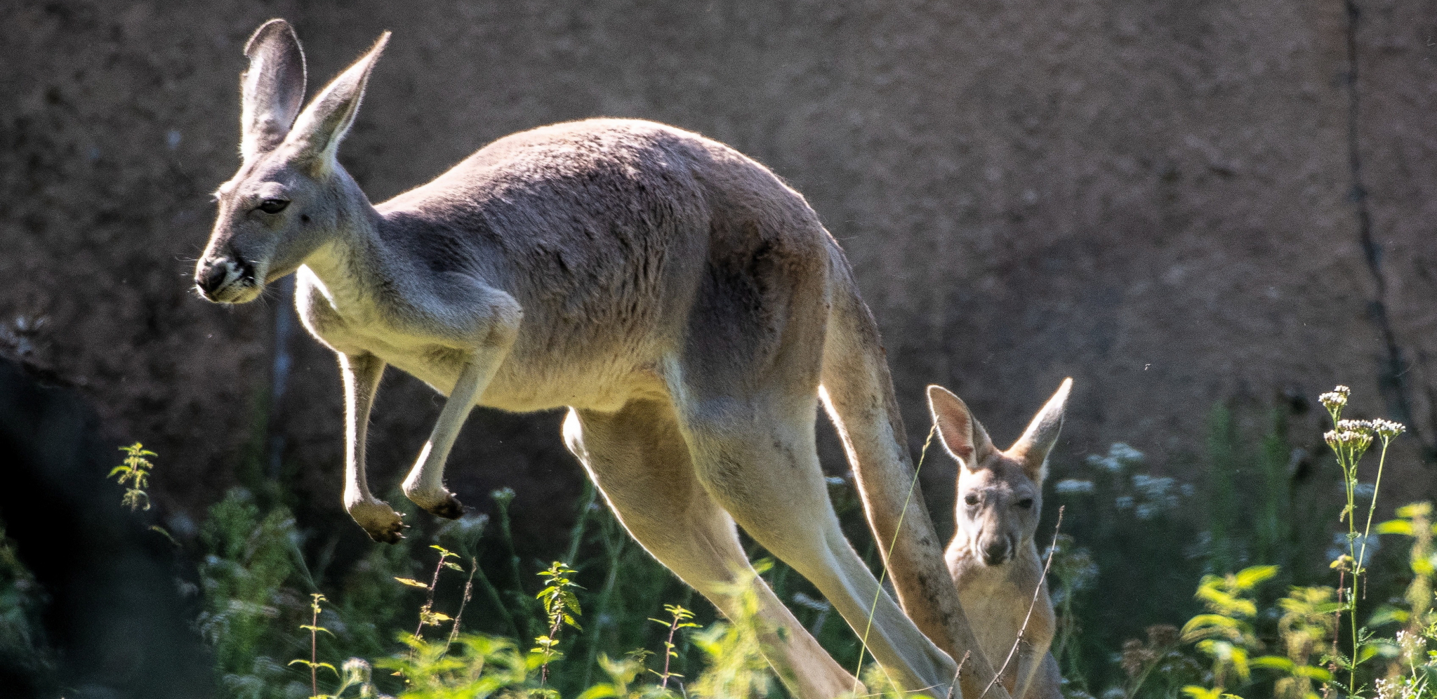 PODIVLJALI KENGUR NASRNUO NA VLASNIKA Intervenisala policija, ali prekasno