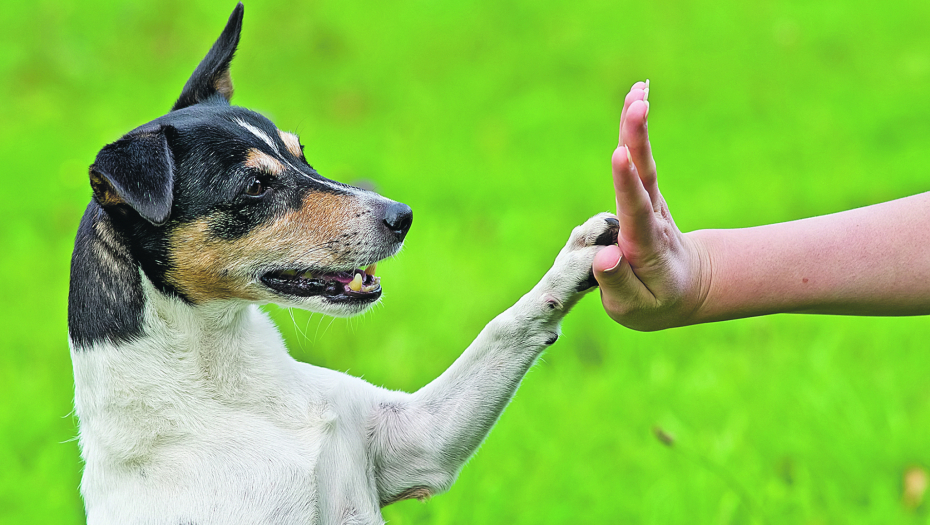 AKO NISTE ZNALI Evo šta odabir kućnog ljubimca govori o vama