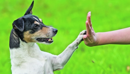 ŠTA TREBA DA ZNATE Ukoliko se odlučite da udomite psa ili mačku