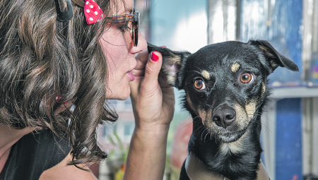 UKOLIKO NISTE ZNALI Može postojati nekoliko razloga zbog kojih je vaš pas neposlušan