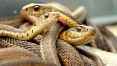 NAJEZDA ZMIJA U SRBIJI Stručnjaci otkrili kako da prepoznate otrovnicu, i koji su koraci nakon ujeda