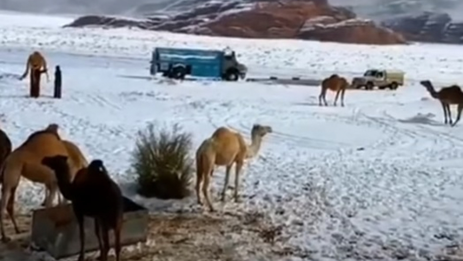 SNEŽNE OLUJE U PUSTINJI SAUDIJSKE ARABIJE Kamera zabeležila neverovatan prizor - kamile idu kroz smetove, Arapi tope sneg za kafu (VIDEO)