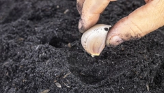 POSEJTE BELI LUK U KUĆNIM USLOVIMA: Domaći, neprskan i jako zdrav, uspeva svakome ko sledi uputstvo