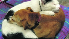 MOŽDA OVO NISTE ZNALI O SVOM LJUBIMCU Zašto psi uglavnom spavaju sklupčani